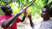 Stream of Cocoa is Flowing Again in Papua New Guinea